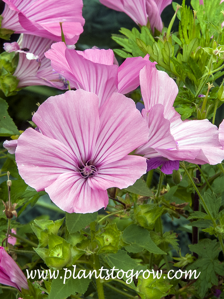 Novella Rose Tree Mallow